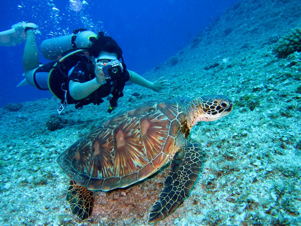 Mare limpido e attività diving all’Isola d’Elba