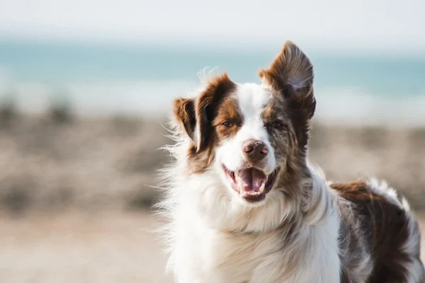 Ospitalità cani